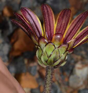 Image of Arctotis rotundifolia Lewin