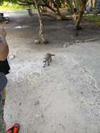 Image of Cozumel Island Raccoon