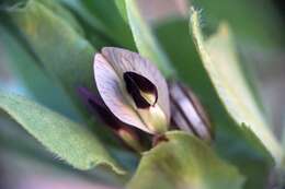 Image of Vicia johannis Tamamsch.