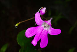 Impatiens scapiflora Heyne resmi