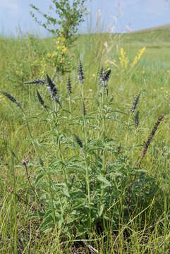 Sivun Nepeta multifida L. kuva