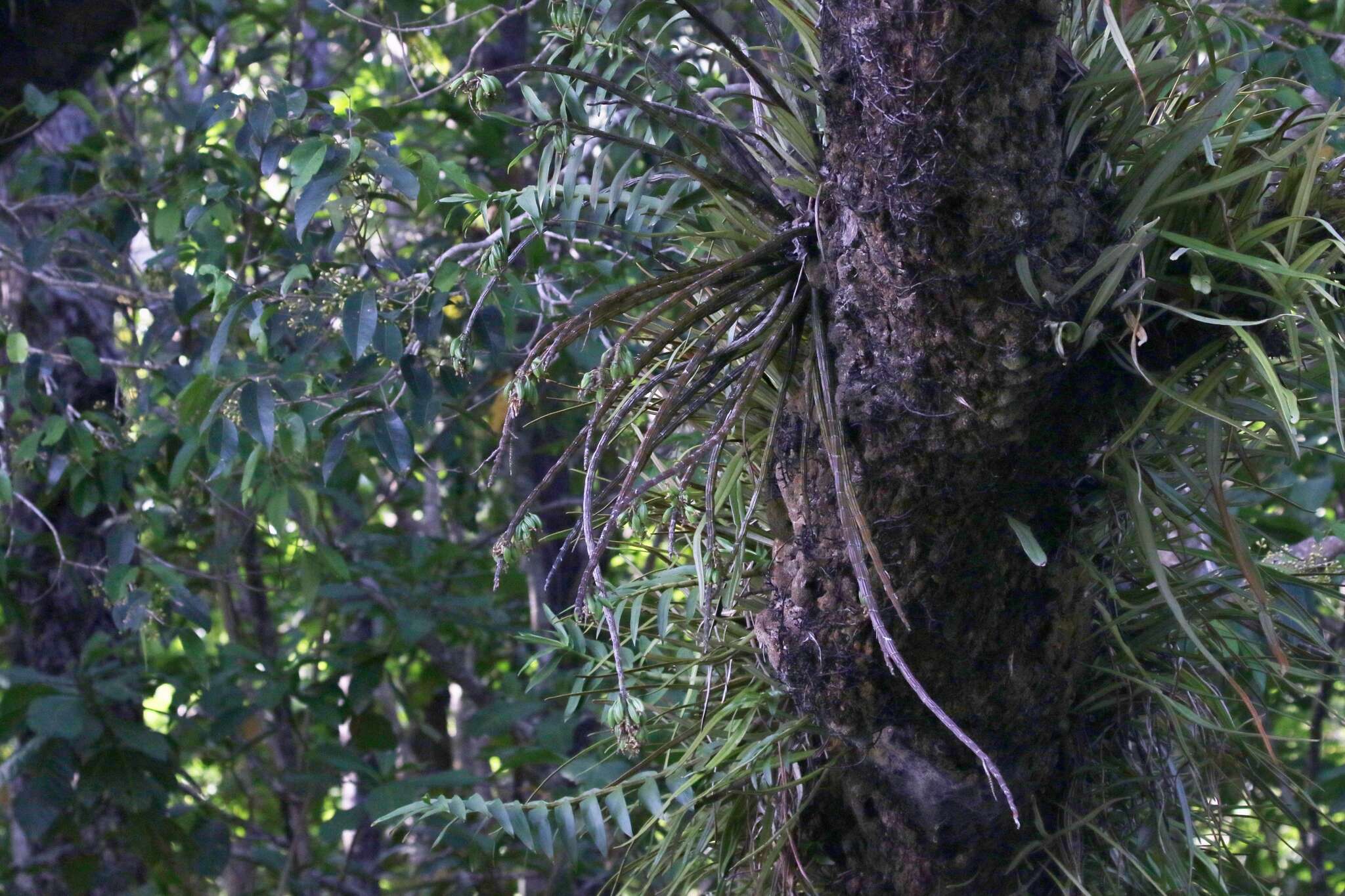 Image of Dendrobium smillieae F. Muell.