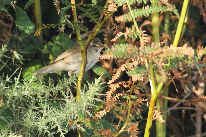 Image of Paddyfield Warbler