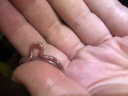 Image of Small-headed Blind Snake