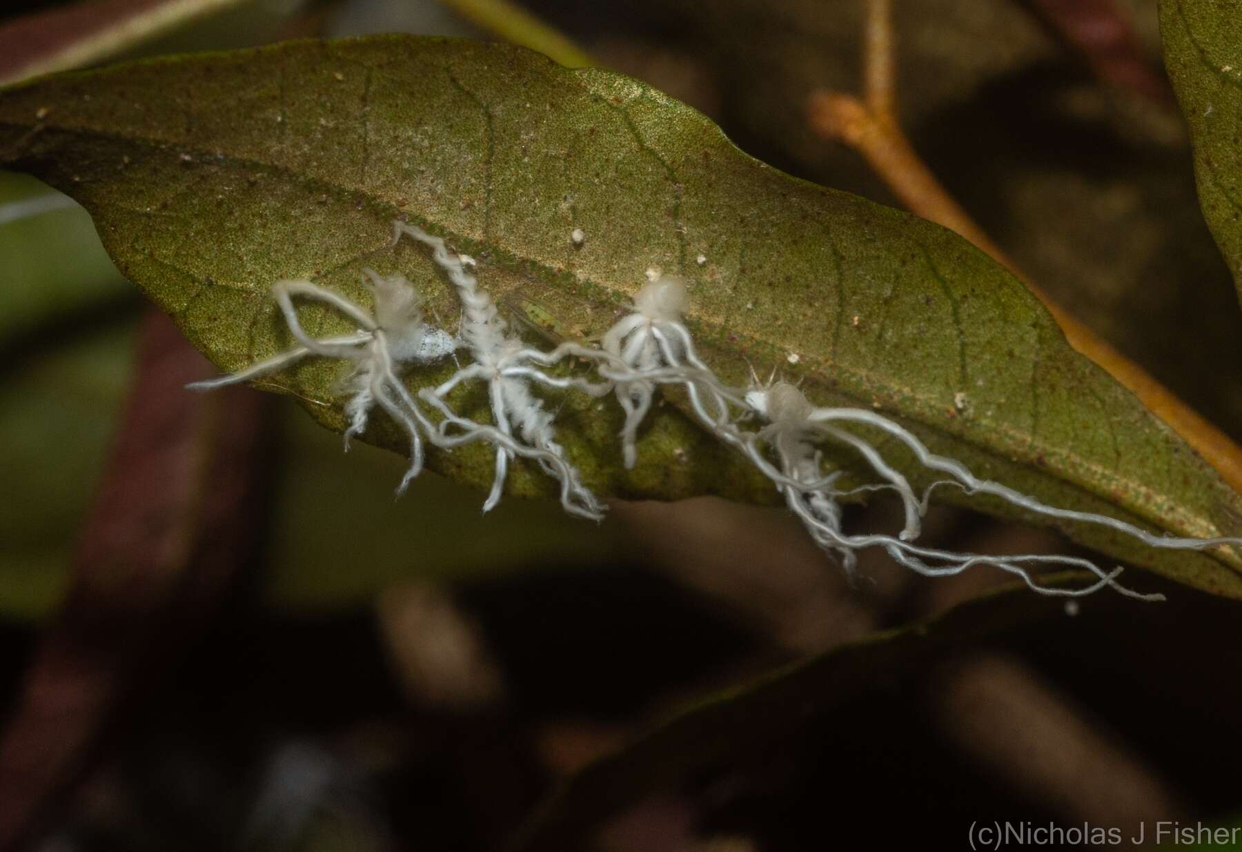 Plancia ëd Protyora sterculiae (Froggatt 1901)