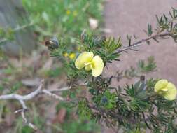 Слика од Gompholobium tomentosum Labill.