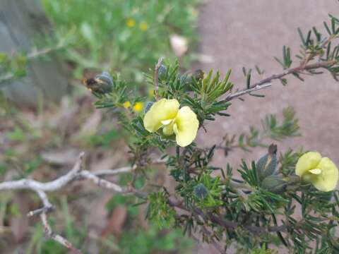 Plancia ëd Gompholobium tomentosum Labill.