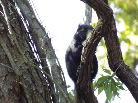 Image of Sciurus niger niger Linnaeus 1758