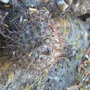 Image de Parodia microsperma subsp. microsperma