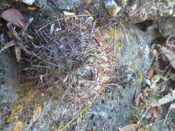 Parodia microsperma subsp. microsperma resmi