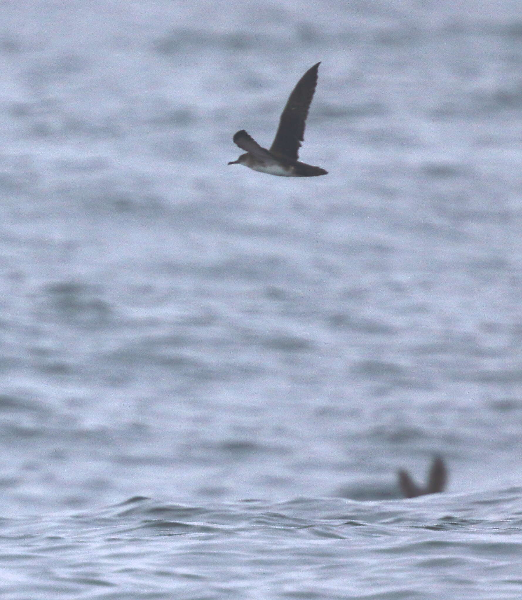 Image of Black-vented Shearwater