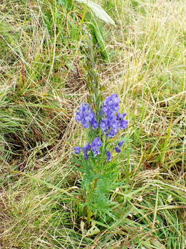 Слика од Aconitum napellus L.