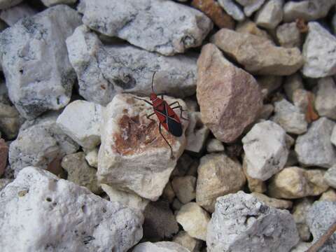 Image of St. Andrew's Cotton Stainer