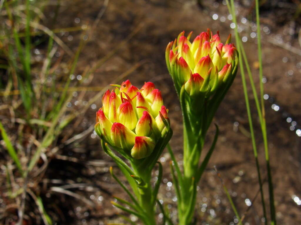 Image of Ceratandra grandiflora Lindl.