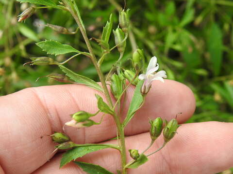 Image of Goatweed