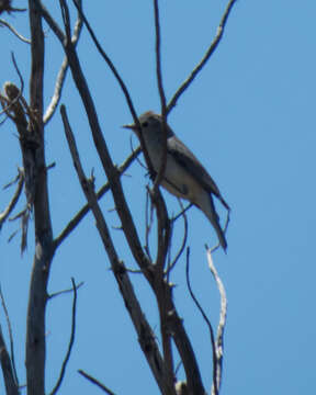 Leiothlypis luciae (Cooper & JG 1861) resmi