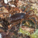 Image of Aoraki longitarsa Forster 1952