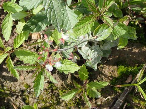 Erysiphe circaeae L. Junell 1967的圖片