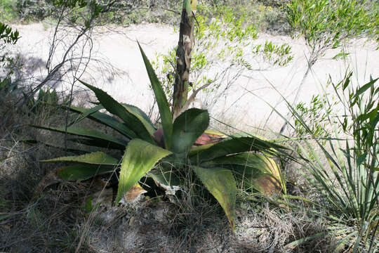 Agave maximiliana Baker resmi