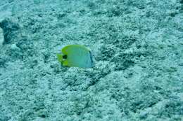 Image of Lemon Butterflyfish