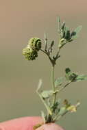 Imagem de Medicago rotata Boiss.