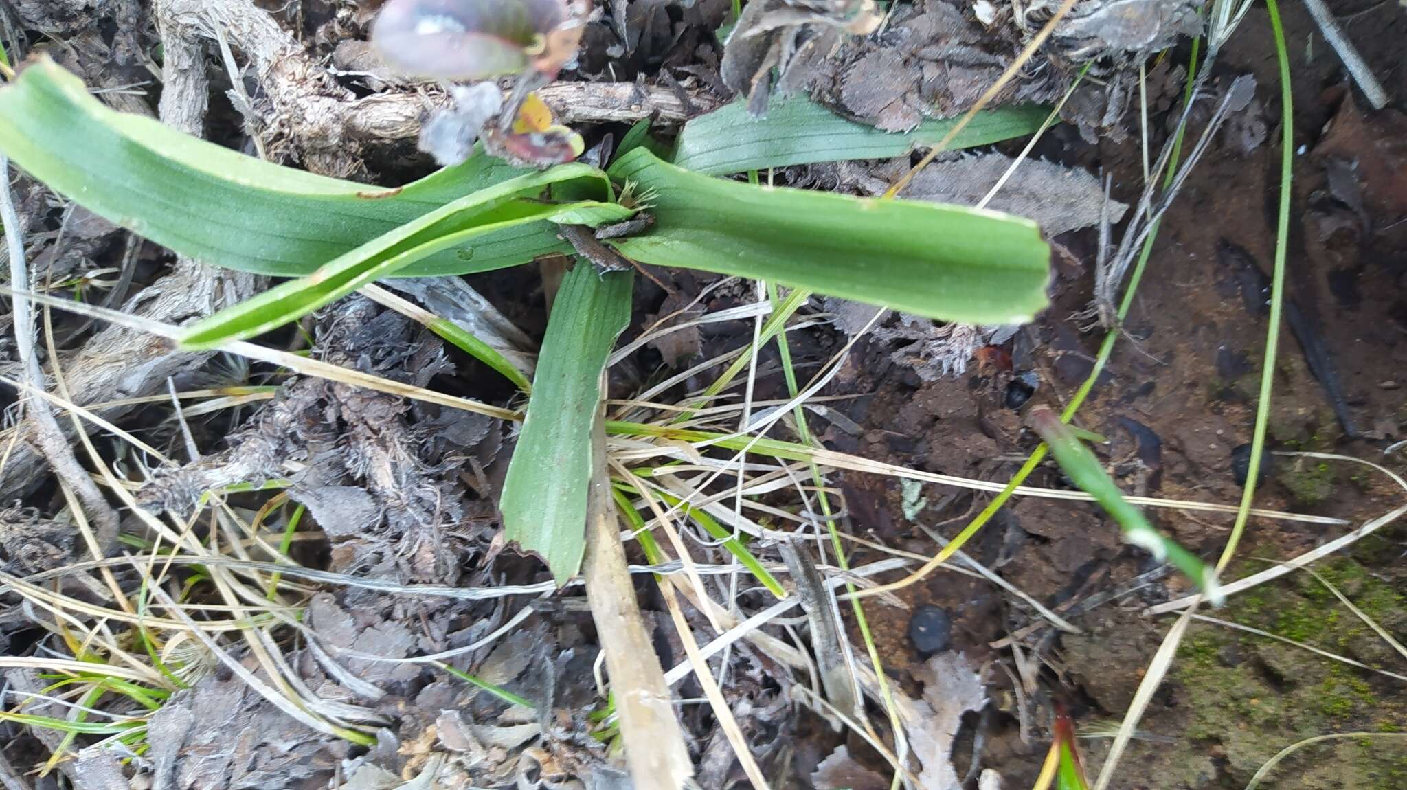 Plancia ëd Chloraea disoides var. picta (Phil. ex Kraenzl.) M. N. Correa