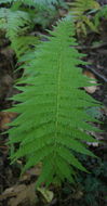 Image of New York fern