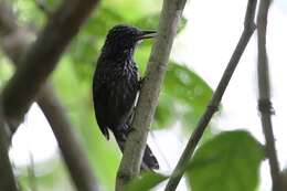 Image of Black-hooded Antshrike