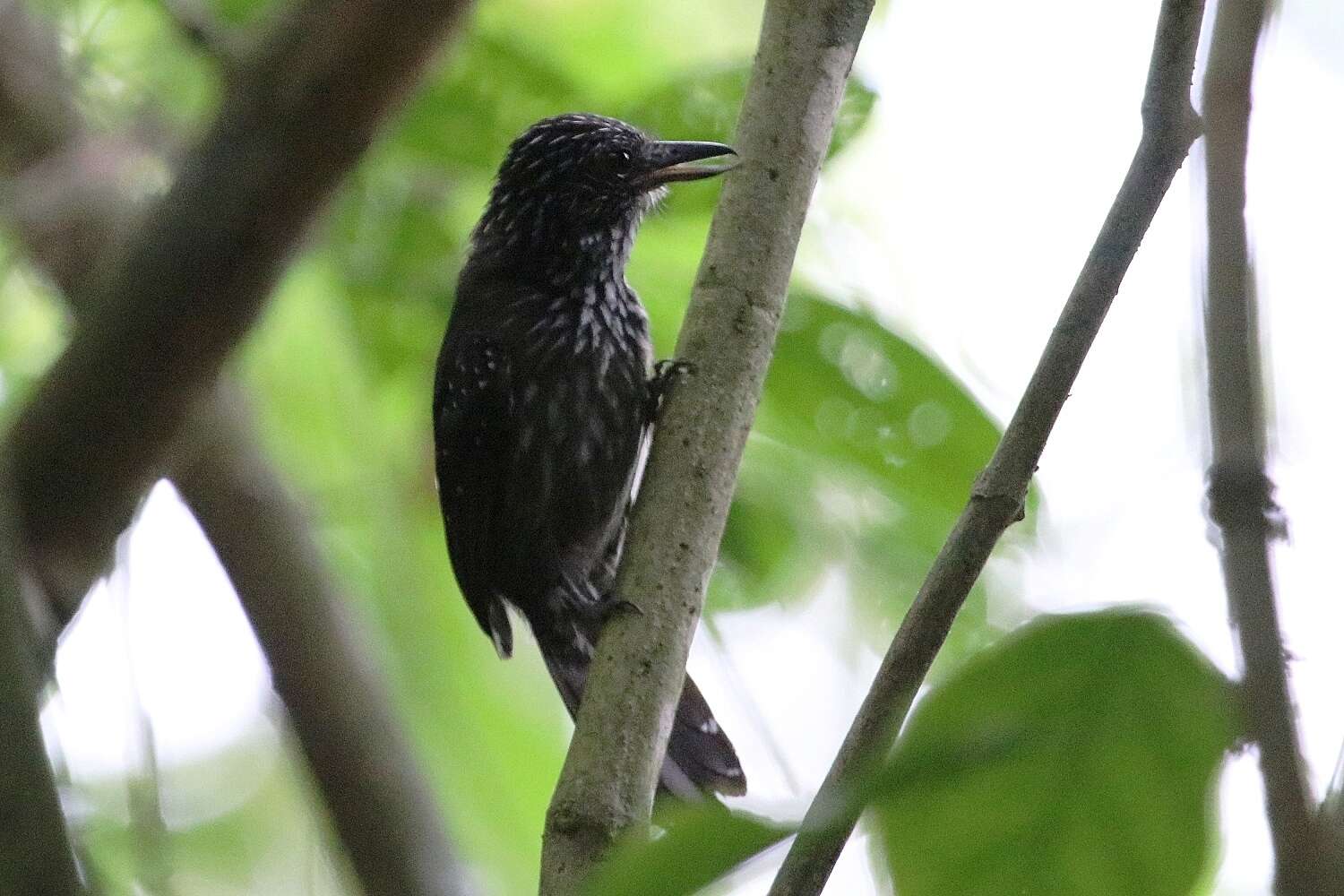 Image of Black-hooded Antshrike