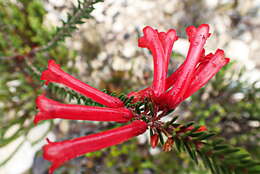 Image of Erica regia subsp. mariae (Guthrie & Bolus) E. G. H. Oliv. & I. M. Oliv.