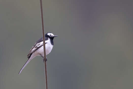 Image of Motacilla alba alboides Hodgson 1836