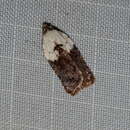 Image of Acleris braunana McDunnough 1934