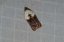 Image of Acleris braunana McDunnough 1934