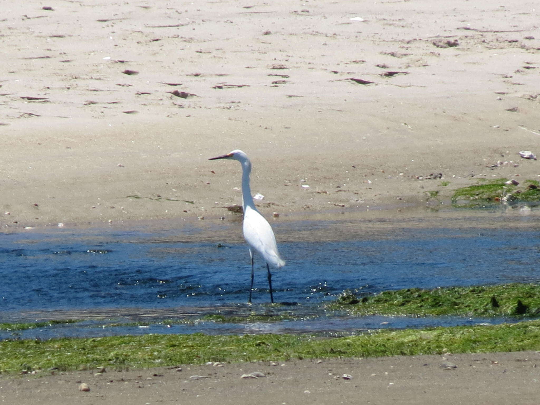 Image of Egretta Forster & T 1817