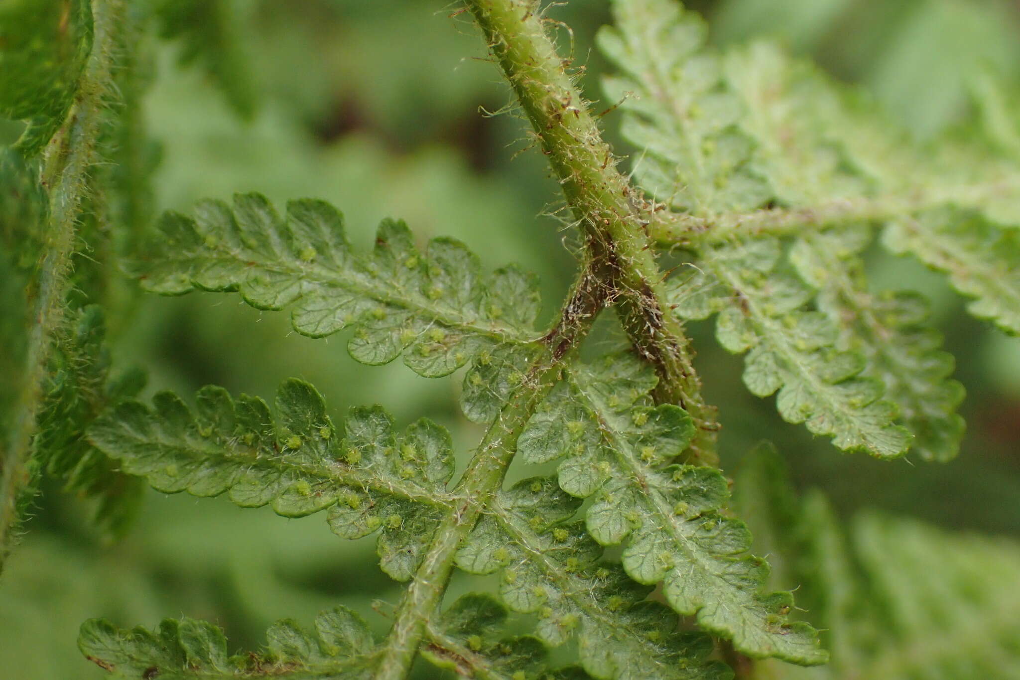 Image of Hypolepis punctata (Thunb. ex Murr.) Mett. ex Kuhn