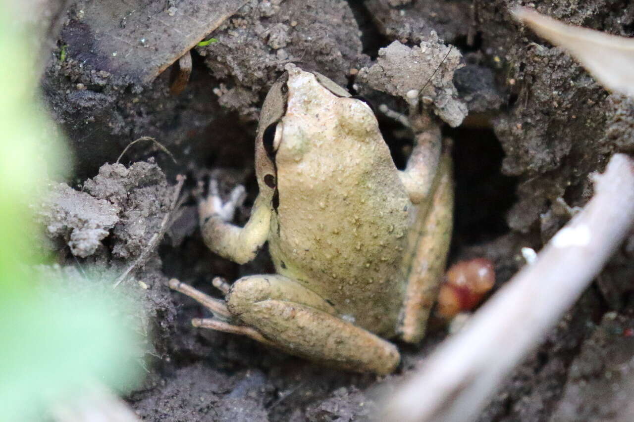 Image of Lesueur's frog