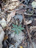 صورة Euploca procumbens (Mill.) Diane & Hilger