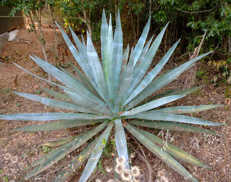 Image of tequila agave