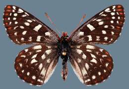 Euphydryas colon nevadensis Bauer 1975的圖片