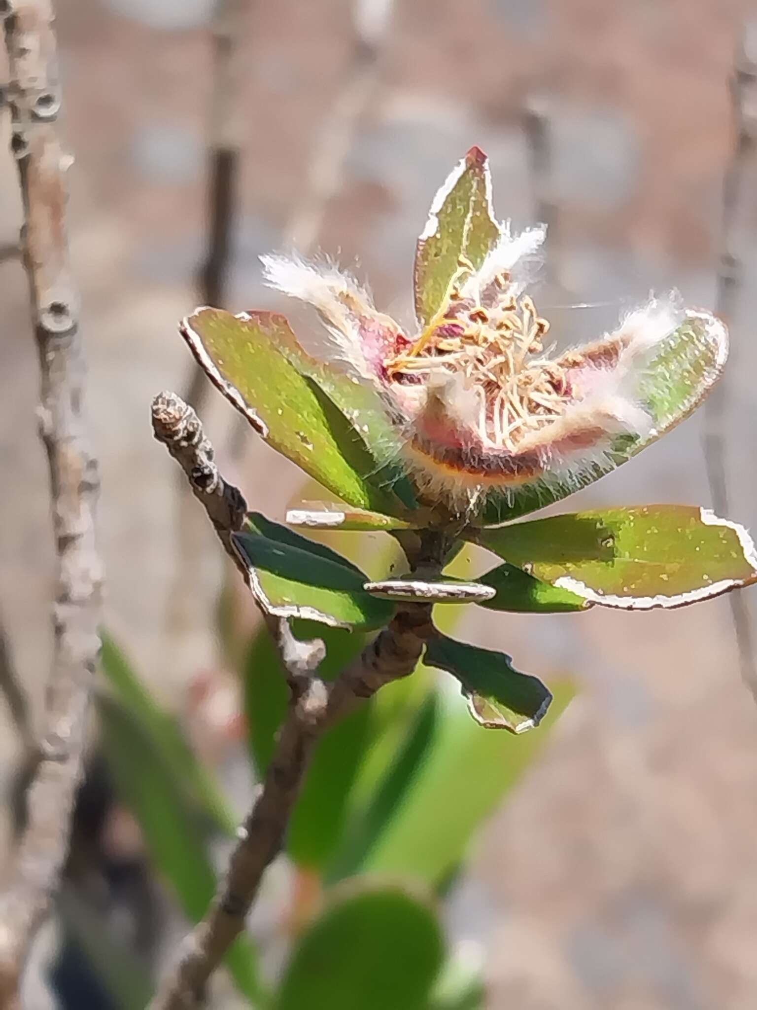 Sivun Leptospermum turbinatum J. Thompson kuva