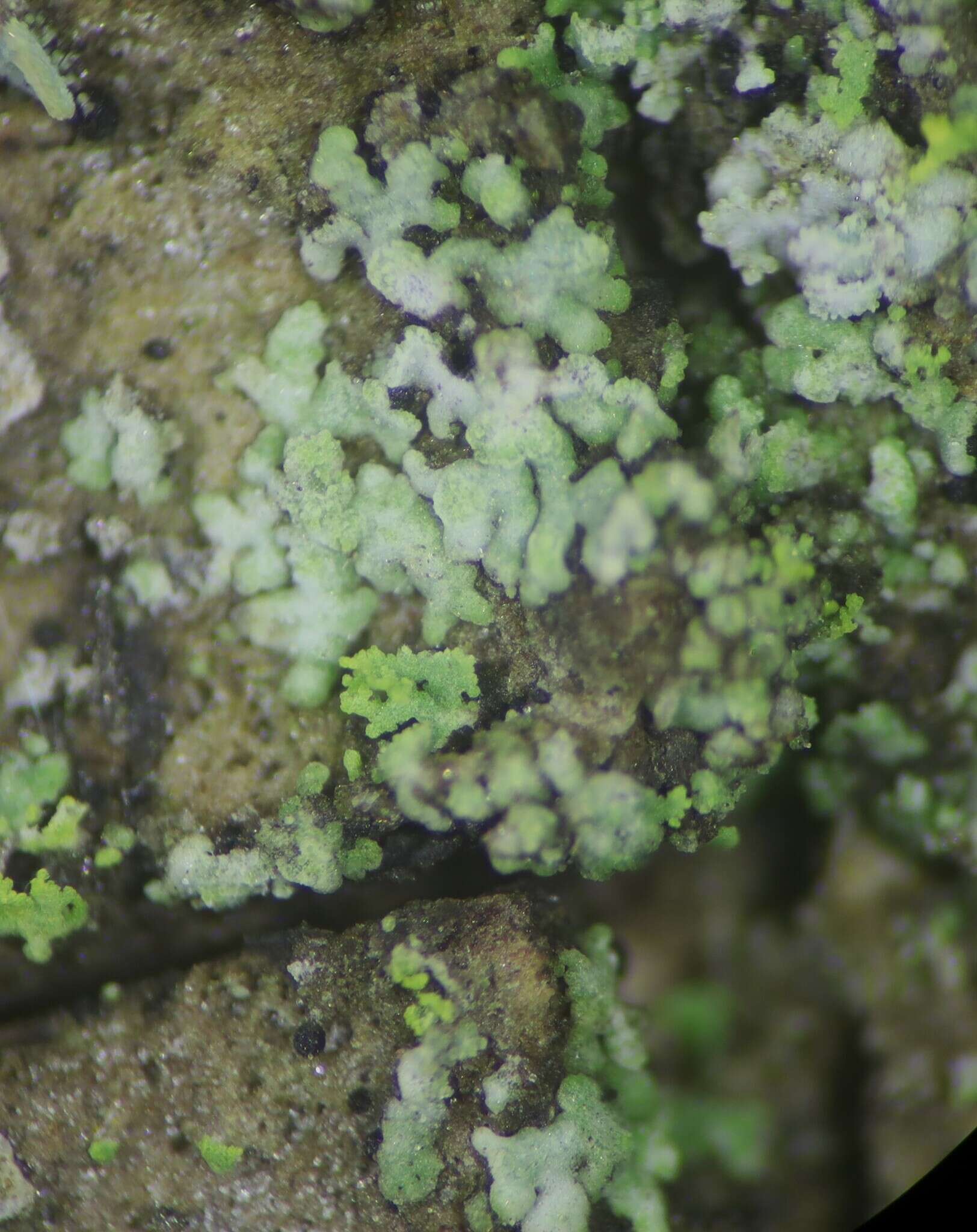 Image of waynea lichen