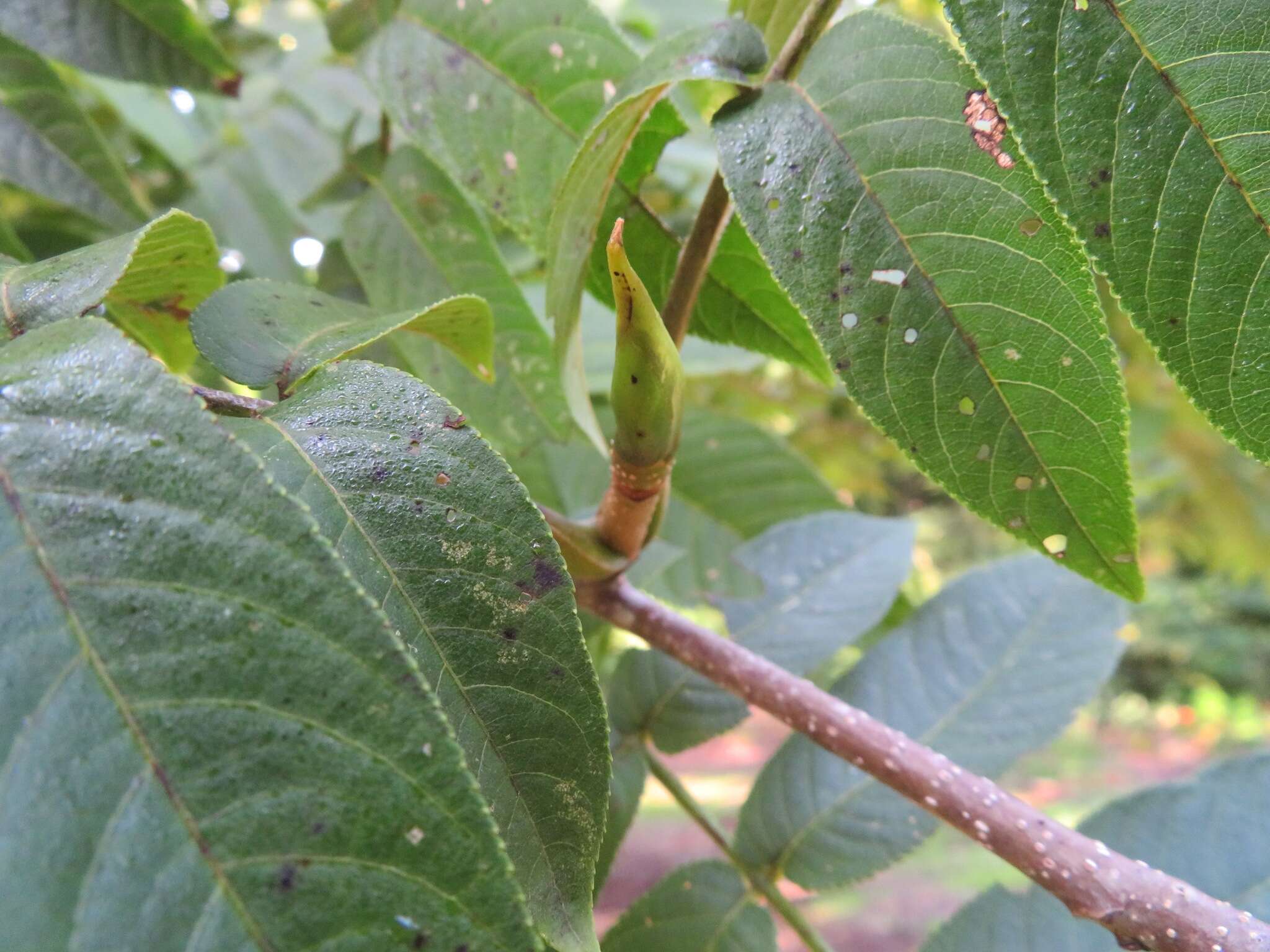 Plancia ëd Pterocarya rhoifolia Sieb. & Zucc.