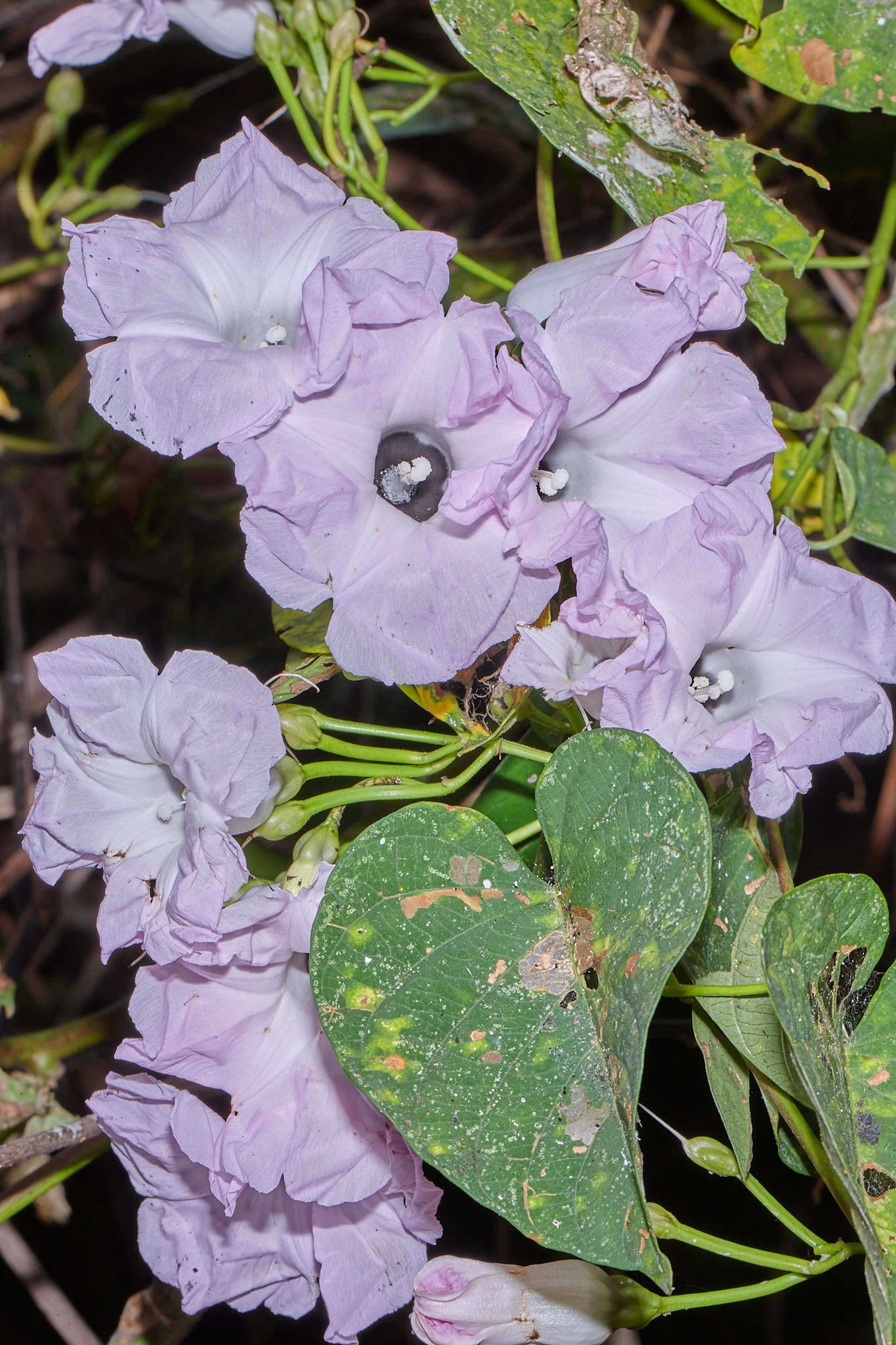 Plancia ëd Ipomoea batatoides Choisy