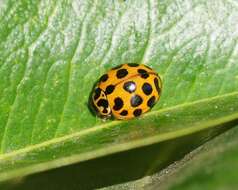 Image of Lady beetle