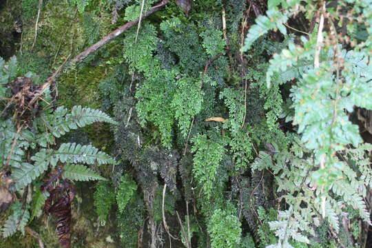 Image of Hymenophyllum inaequale (Poir.) Desv.