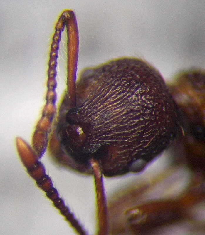 Image of Myrmica bergi Ruzsky 1902