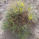 صورة Astragalus oplites Benth. ex Parker
