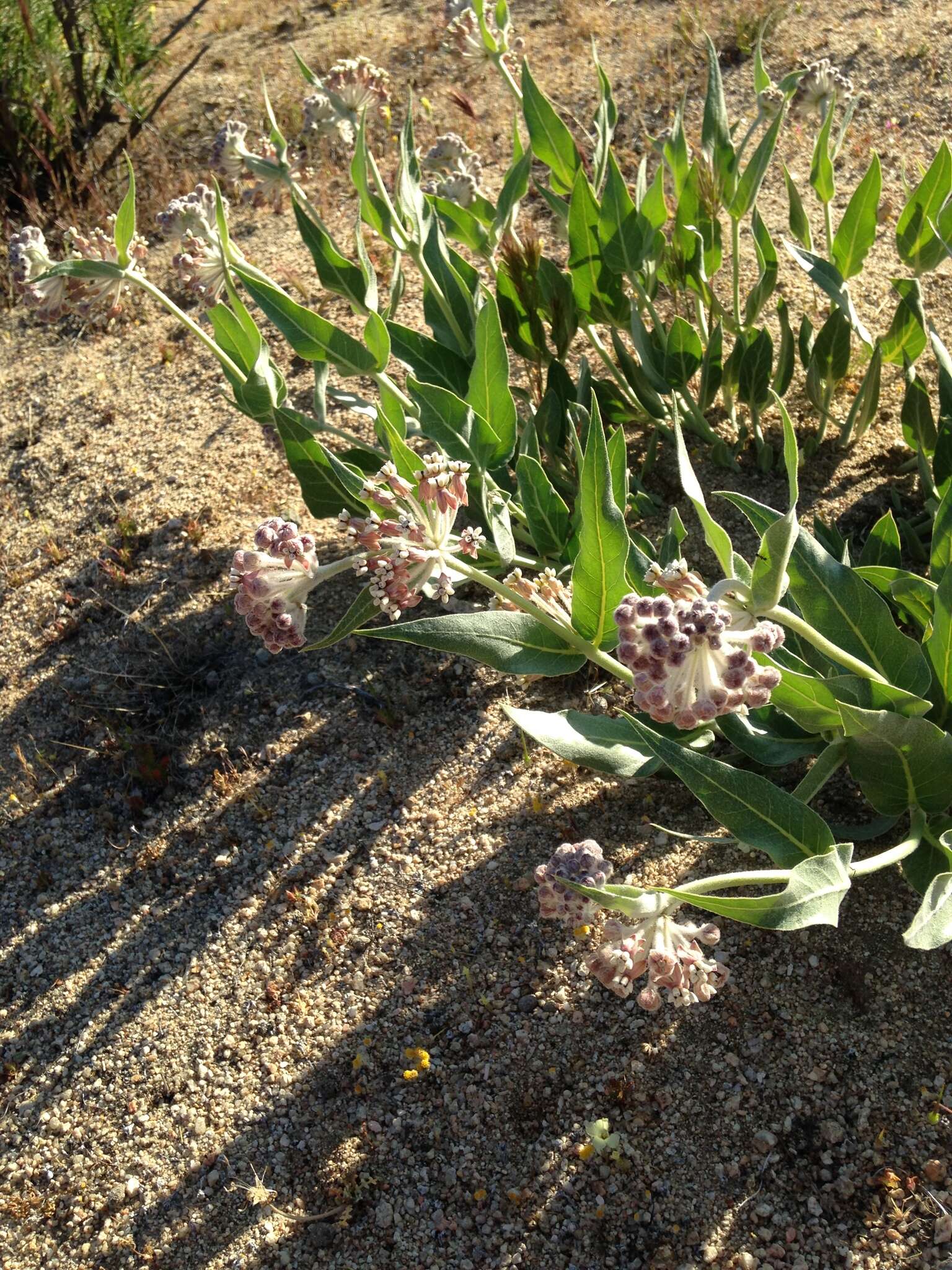 Image of Parish's woolly milkweed