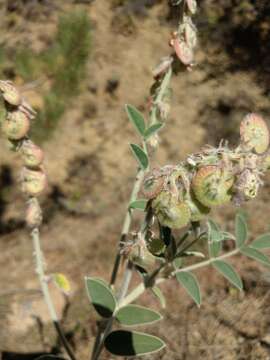 Image of Onobrychis hypargyrea Boiss.