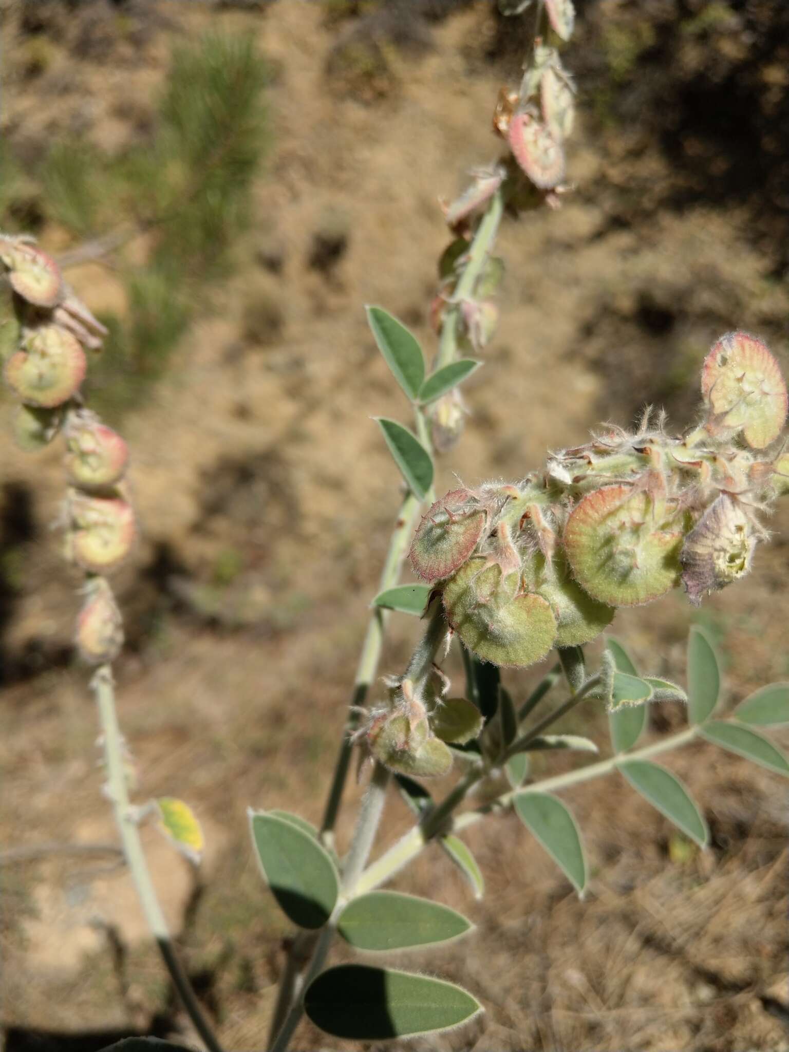 Plancia ëd Onobrychis hypargyrea Boiss.